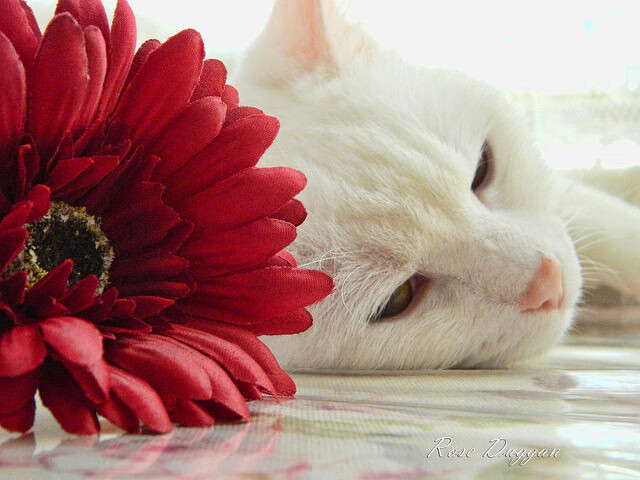 赛制对比：德国队在国际乒联混合团体世界杯的优势与劣势，德国乒超联赛