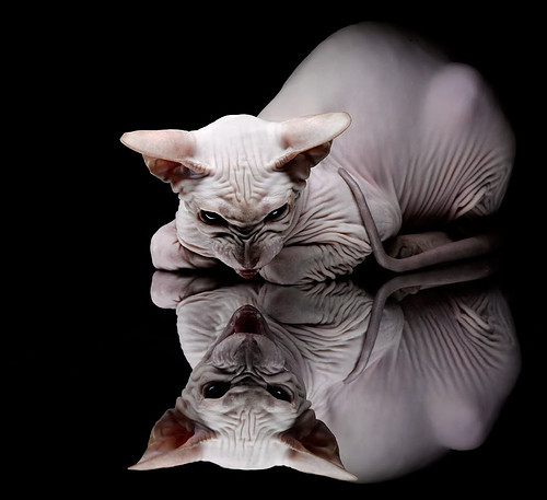 开云电竞-自由泳技术指标雷达图首次公开，自由泳专业术语